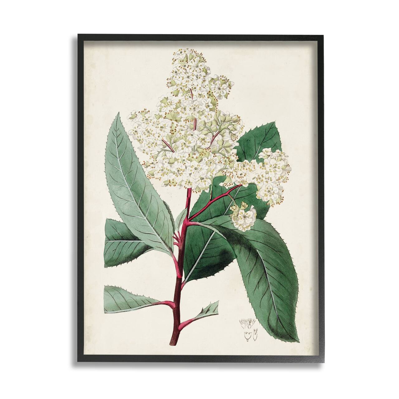 Stupell Industries Vintage Garden Study Red Stem Floral Plant in Black Frame Wall Art